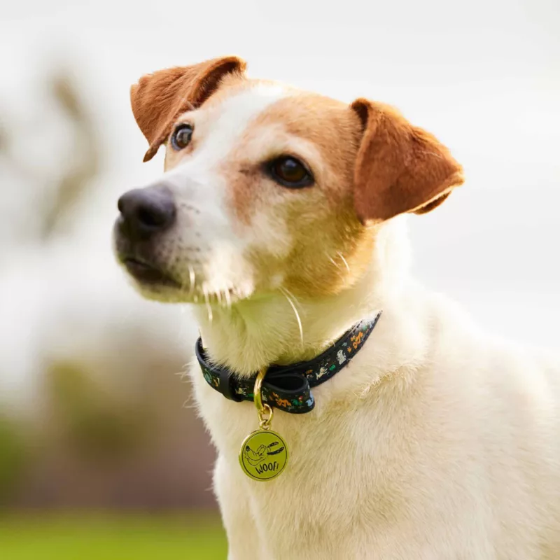 Disney Critters Dog Collar 5 Disney Critters Dog Collar - Image 3